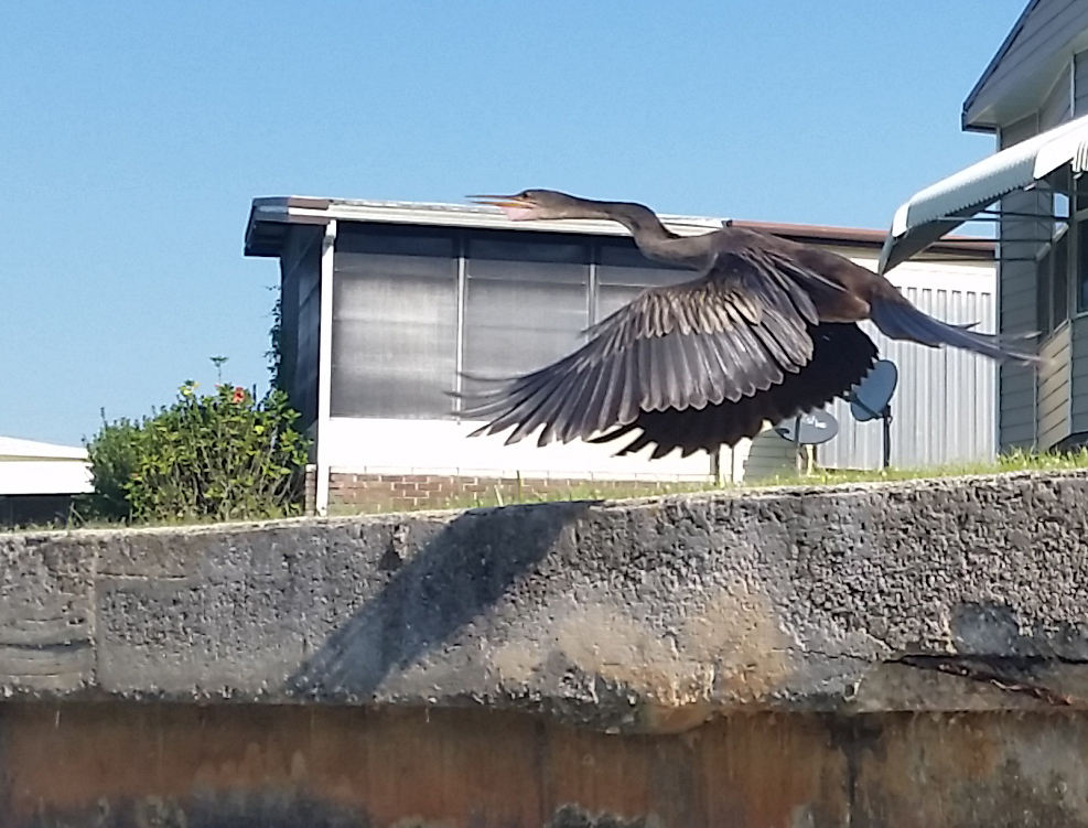 Anhinga taking off.