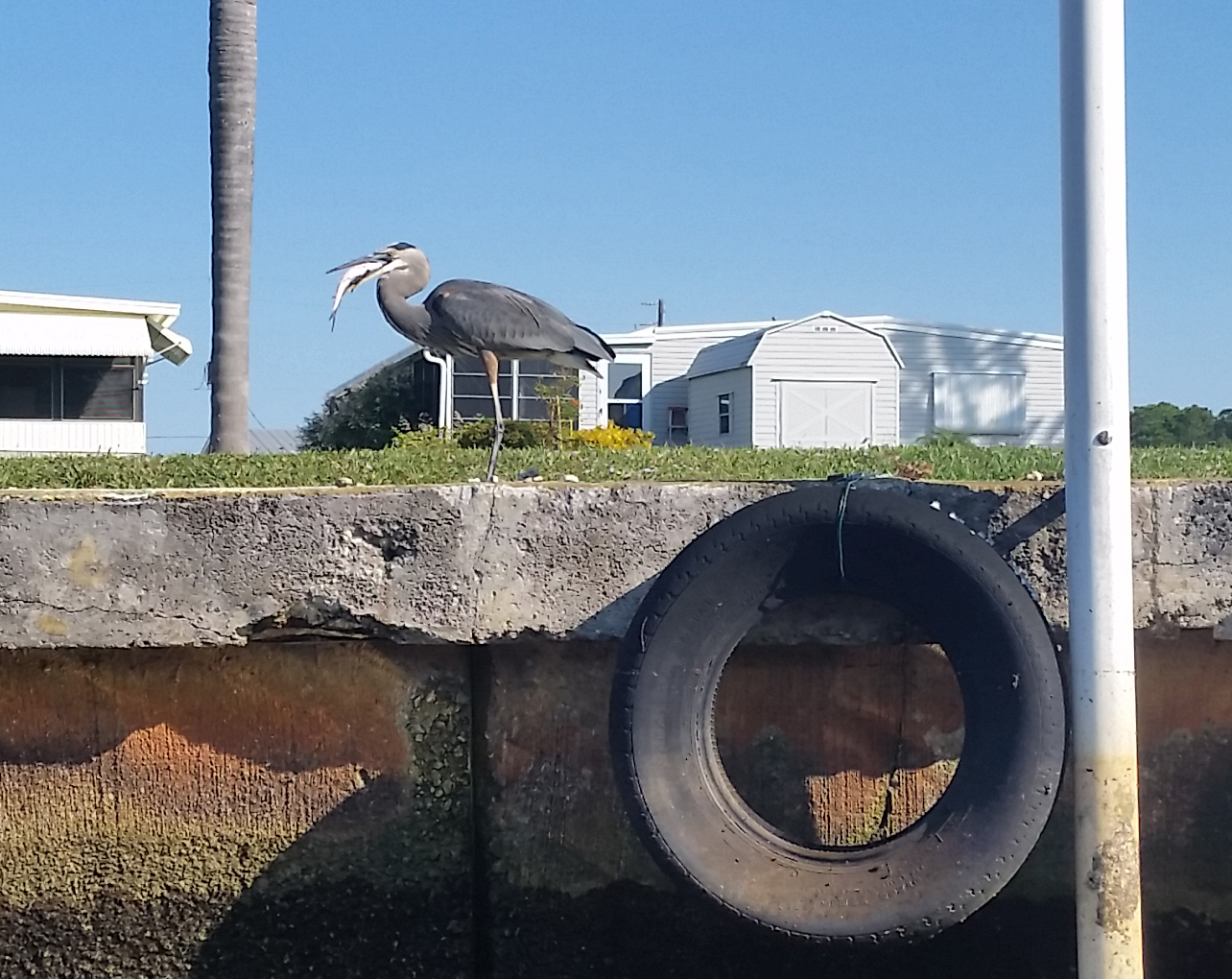 photo: Great blue heron having a snack.