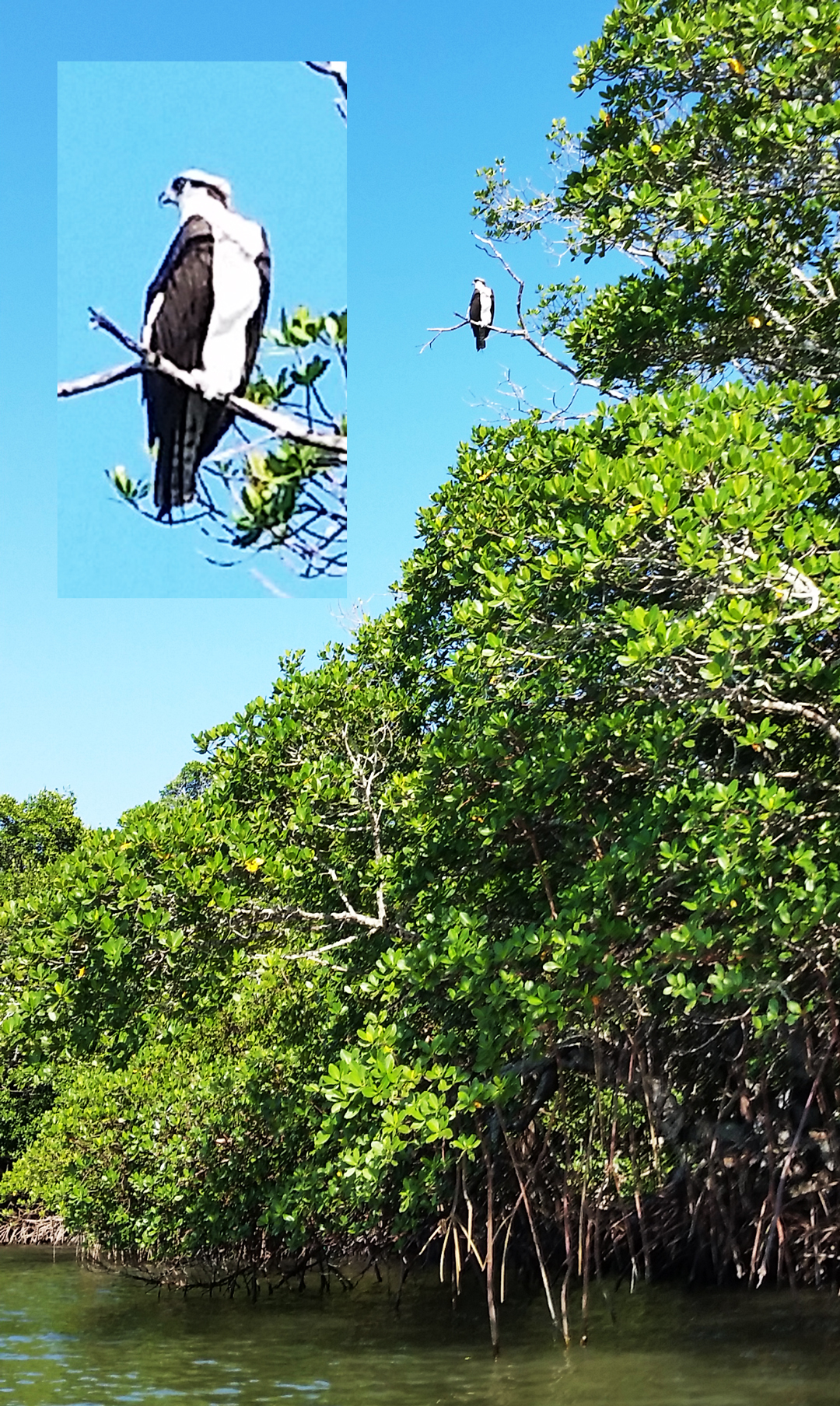 photo: Osprey perched in the mangroves.